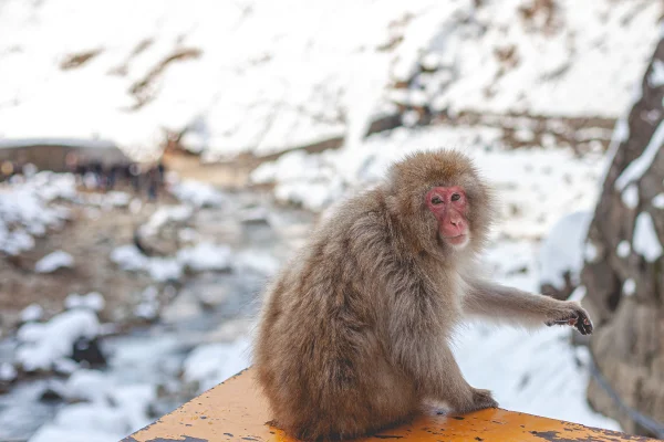 Foto colorida de macaco em região fria, com neve - Metrópoles.l