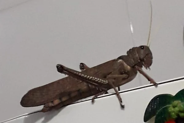 Susto: dona de casa encontra gafanhoto “gigante” em cima de geladeira