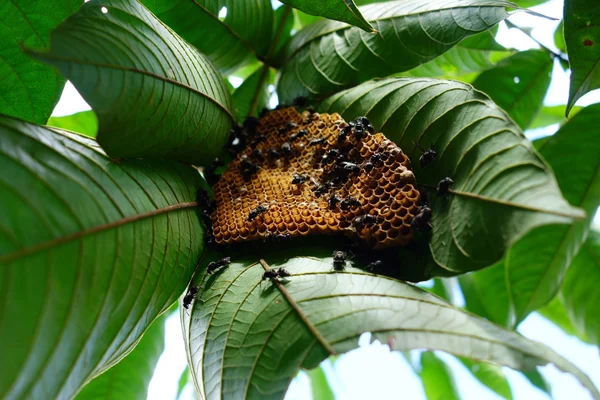 Foto mostra grupo de abelhas na floresta amazônica
