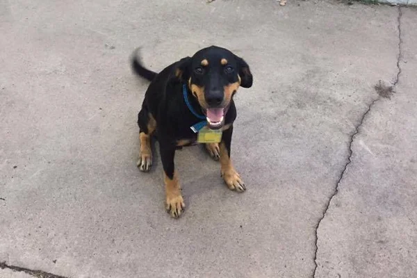 Cães ganham crachá “fofíneo” de funcionários em posto de gasolina