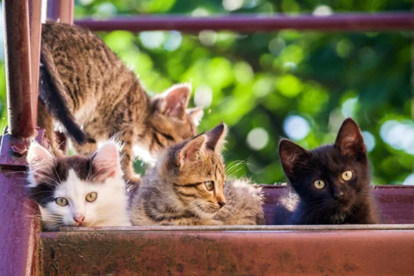 Imagem colorida de quatro gatos juntos