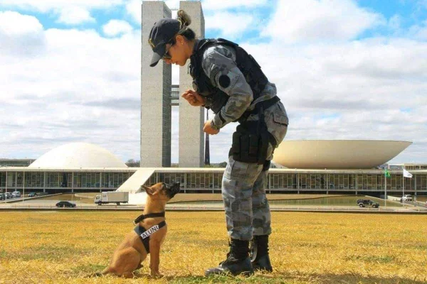 PMDF abre seleção para adestramento gratuito de cães. Veja detalhes