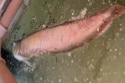 Aquarista retorna de viagem e encontra dezenas de peixes jumbo mortos - imagem 3