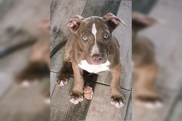Mãe agride e expulsa filha de 15 anos de casa e mata cachorro da jovem