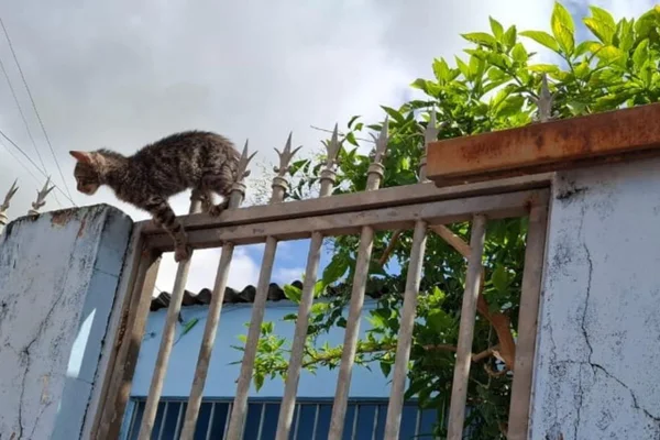 Imagem colorida de um gatinho resgatado por bombeiros - Metrópoles