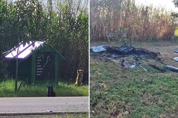 Vídeo: casinha comunitária para cães de rua é incendiada no DF