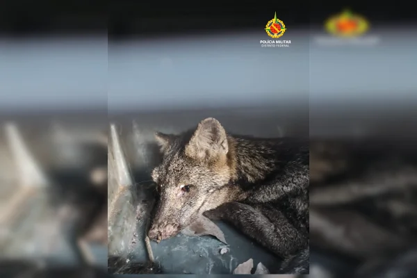 Cachorro-do-mato com ferimento no olho é resgatado em estado crítico