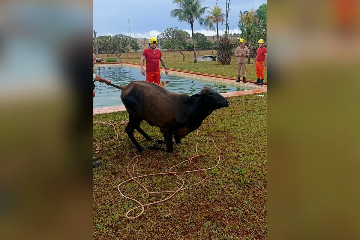 Após o resgate, eles foram deixados aos cuidados dos responsáveis pela propriedade. Após o resgate, eles foram deixados aos cuidados dos responsáveis pela propriedade.