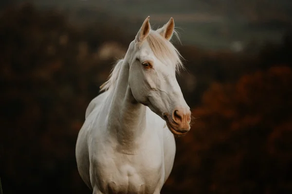 Imagem colorida mostra cavalo branco natural - Metrópoles