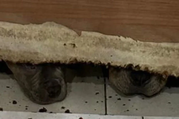 O comerciante Guozhen Zeng mantinha 26 cachorros nos subsolos das "lojas de horrores" sem água e sem comida. Ele foi preso em agosto de 2024