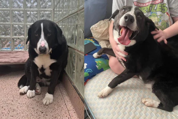 Imagem colorida de cachorro preto e branco antes e depois de adotado