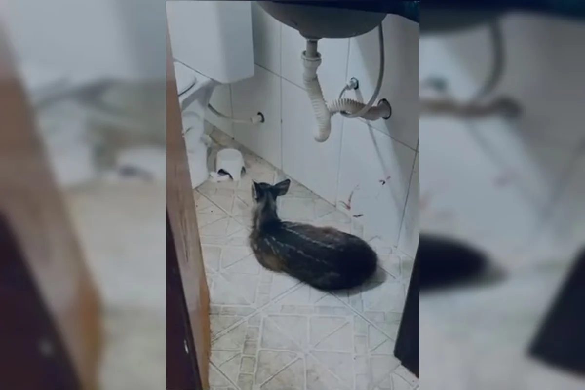 Após atropelamento, veado entrou em uma casa e se escondeu no banheiro Após atropelamento, veado entrou em uma casa e se escondeu no banheiro