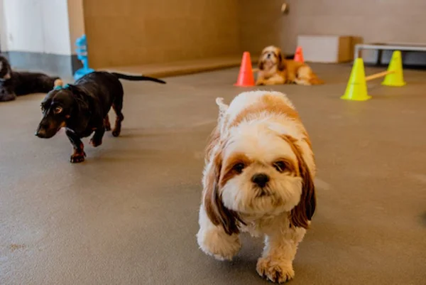 Adoção pet: como acostumar dois cães a conviverem juntos?