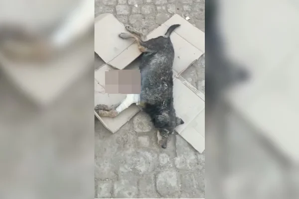 Cão é atropelado na BR-070 e precisa de veterinário. Saiba como ajudar
