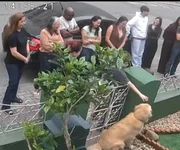 “Golden do portão” vira queridinho das redes e recebe 200 visitas em 2 dias - imagem 3