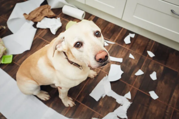 cachorros agitado, ao lado de coisas destruídas - cachorros podem ter TDAH?