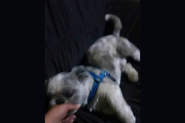 Dono encontra cão da raça shitzu que estava perdido em Samambaia Sul