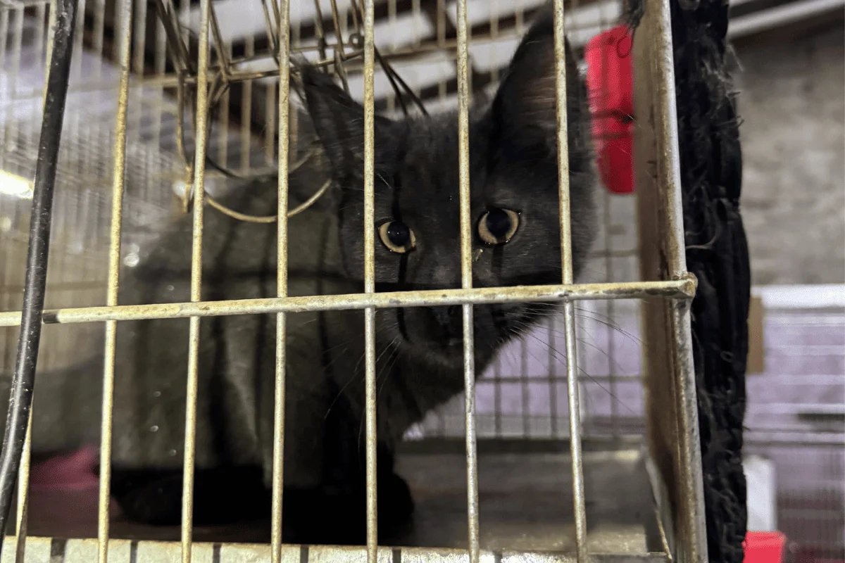 A suspeita foi presa em flagrante pelo crime de maus-tratos A suspeita foi presa em flagrante pelo crime de maus-tratos