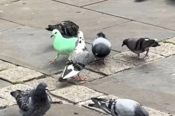 foto colorida de pombos e entre ele um pombo verde chama atenção