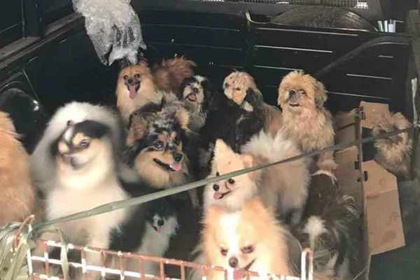 Animais resgatados em canil clandestino estão disponíveis para adoção