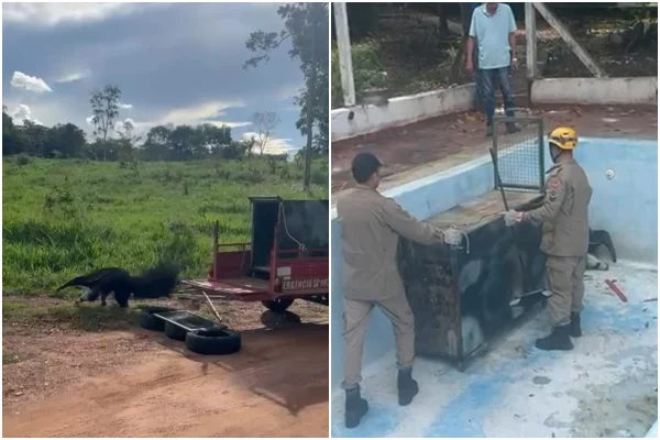 Imagem colorida mostra trecho de vídeo de resgate a tamandua - Metrópoles