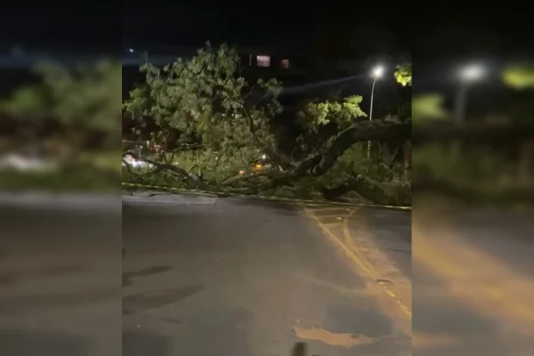 Árvore de grande porte cai em cima de carro na Asa Norte e interdita via