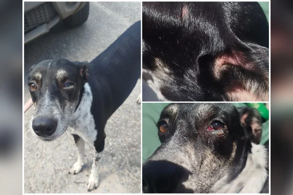 Cães espancados são resgatados e tutora é presa por maus-tratos em MG