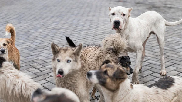 Foto colorida de cachorros em grupo