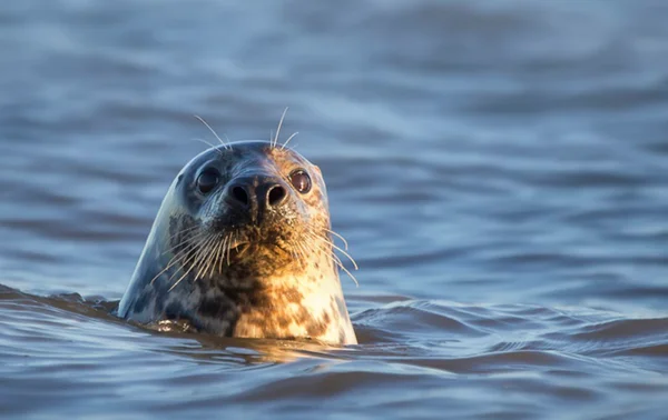 Imagem colorida: Foca no mar - Metrópoles