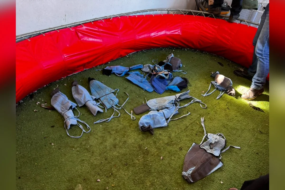 Os animais eram procriados para participar das rinhas Os animais eram procriados para participar das rinhas