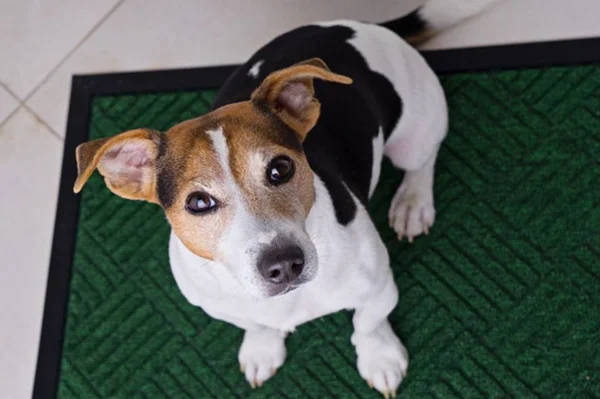 Tapete higiênico para cães: confira qual é o ideal para o pet
