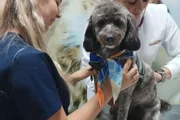 Cadela do casal recebeu cuidados veterinários Cadela do casal recebeu cuidados veterinários