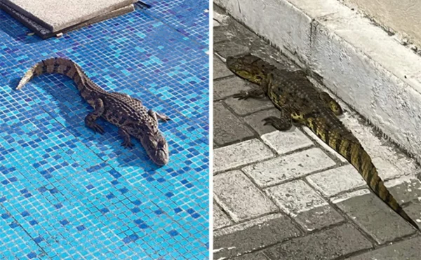 Imagem mostra jacaré dentro de hospital em Serra, no Espírito Santo - Metrópoles