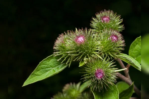 folhas verdes com flor lilás de bardana