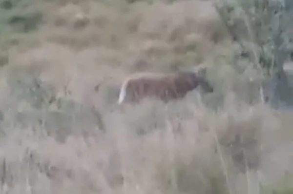 rj lobo guara marica