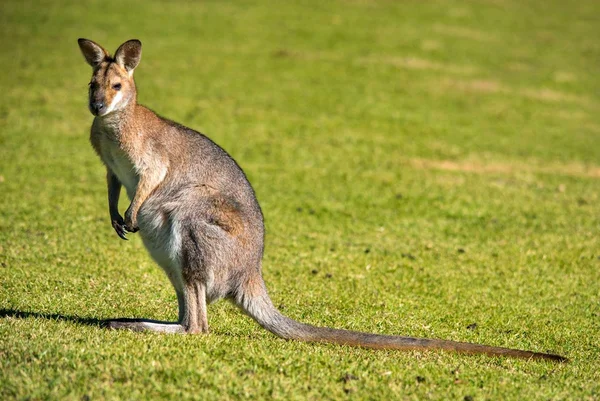 imagem colorida wallaby
