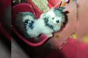 Fotos dos cachorros no momento do resgate do cativeiro Fotos dos cachorros no momento do resgate do cativeiro