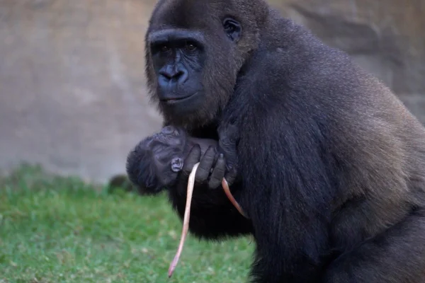 Gorila que deu a luz no Bioparc