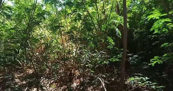 Imagem colorida de matagal no Parque dos Girassóis (MS), onde adolescentes foram estupradas - Metrópoles