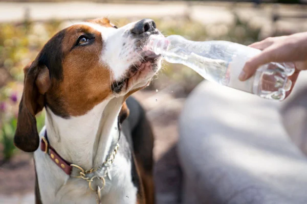 Imagem colorida de cachorro bebendo água da garrafa pet