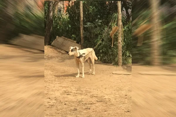 cachorro acorrentado