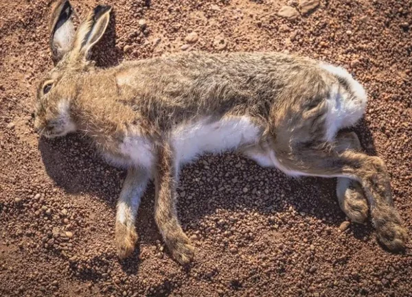 Por que alguns animais se fingem de mortos?