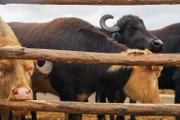 Búfalos haviam fugido de criação na zona sul de São Paulo