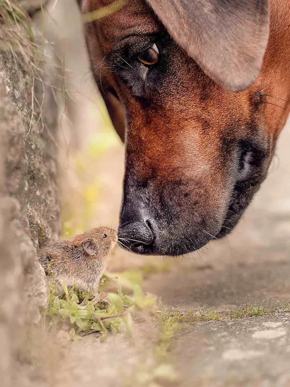 'Quem é você?', finalista do Comedy Pet Photo Awards — Foto: Udo Krauss/Comedy Pets 'Quem é você?', finalista do Comedy Pet Photo Awards — Foto: Udo Krauss/Comedy Pets