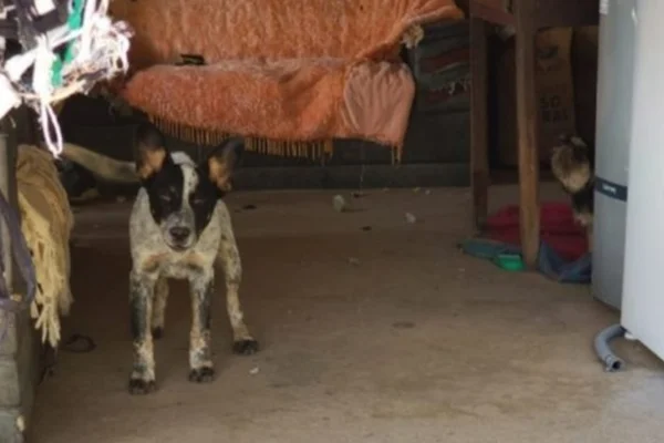 Cachorro torturado