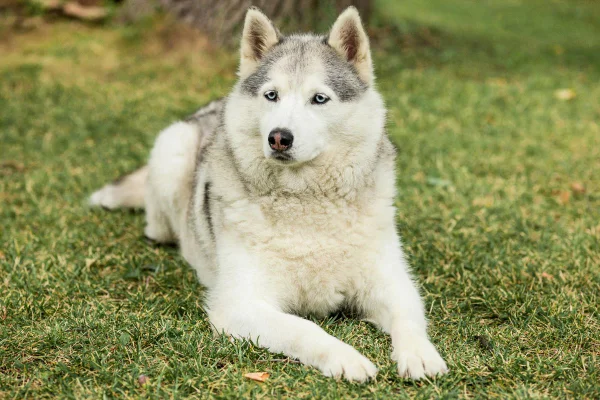 Foto colorida de um cachorro - Metrópoles