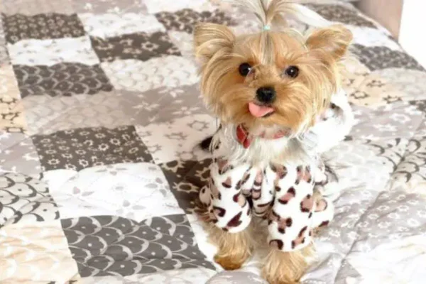 Cão de pequeno porte