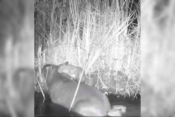 Imagem em preto e branco de uma capivara filhote em cima da mãe cruzando uma lagoa - Metrópoles