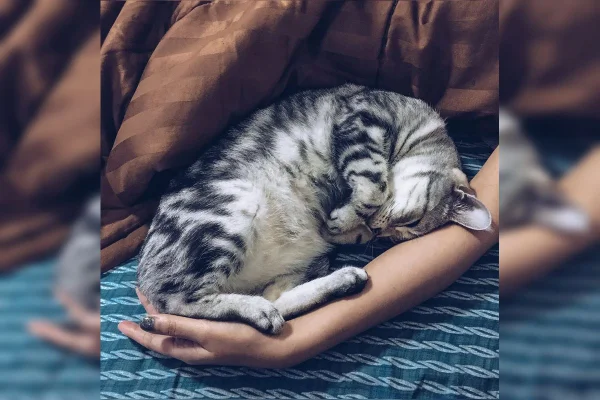 Gato deitado no colo de um humano