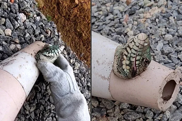 Biólogo salva lagarto preso em cone e recebe "agradecimento" inusitado